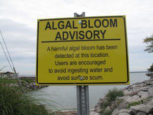 algae