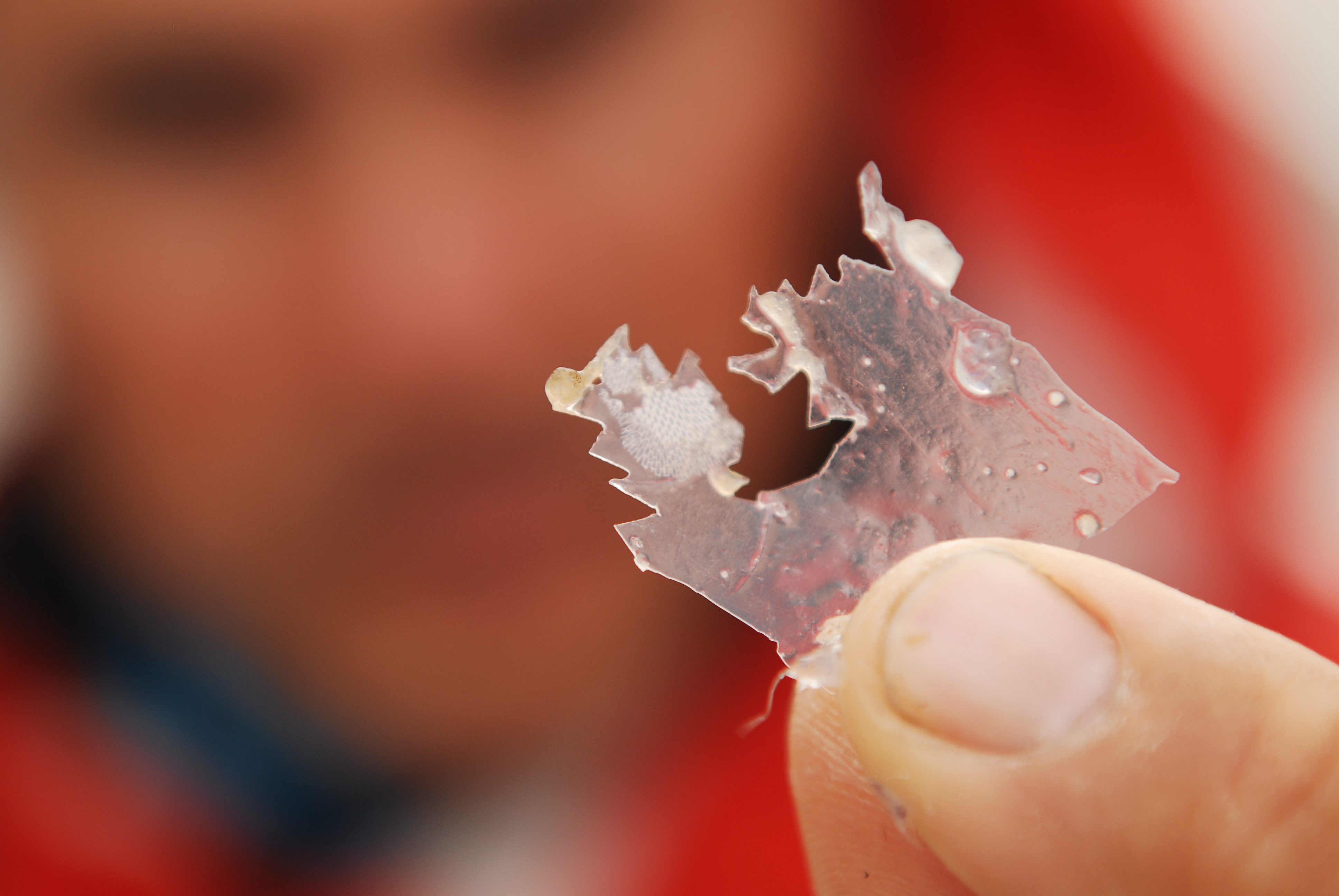 1.5Gyres-Expedition-Plastic-bitten-by-fish-N.Atlantic
