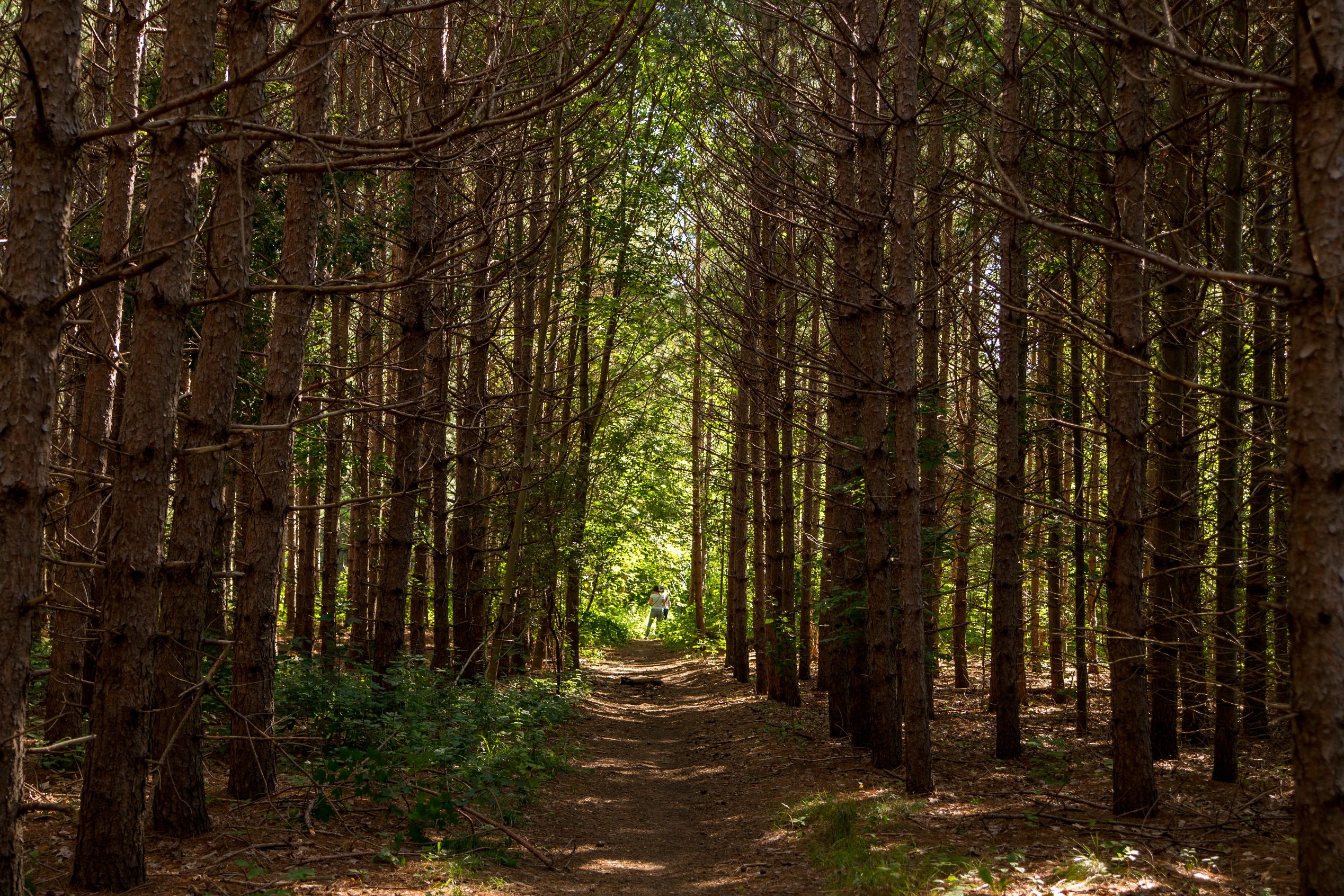 forest