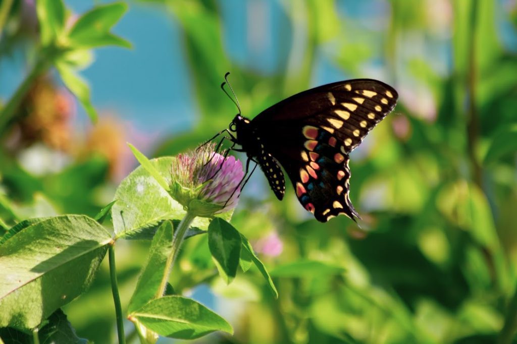 Green Roof Butterfly