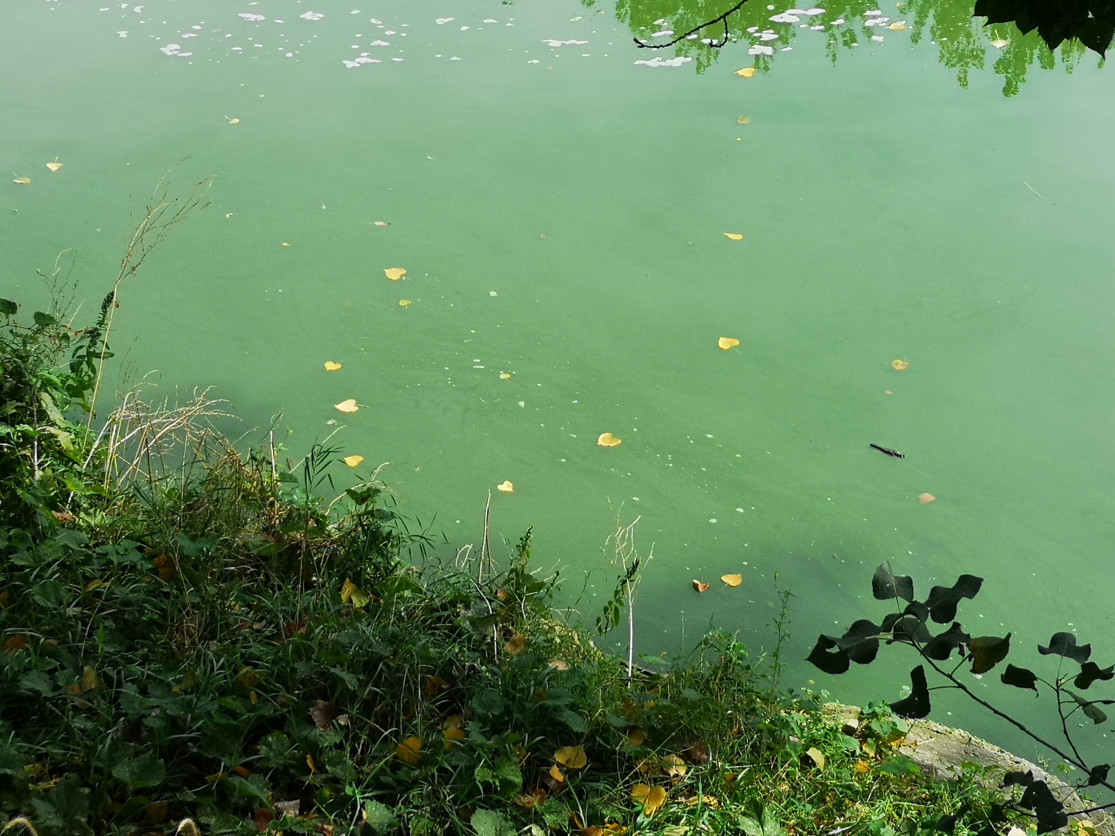 2019 algae bloom on Thames River. Photo credit Credit Ryan Carlow at LTVCA