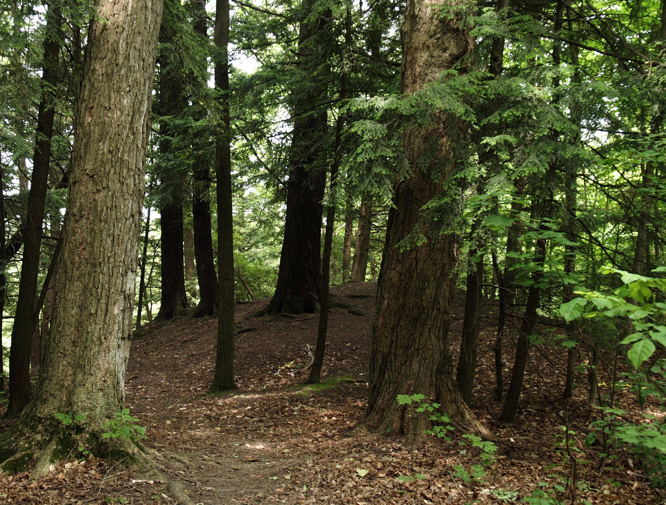 Spend $30 million on planting trees