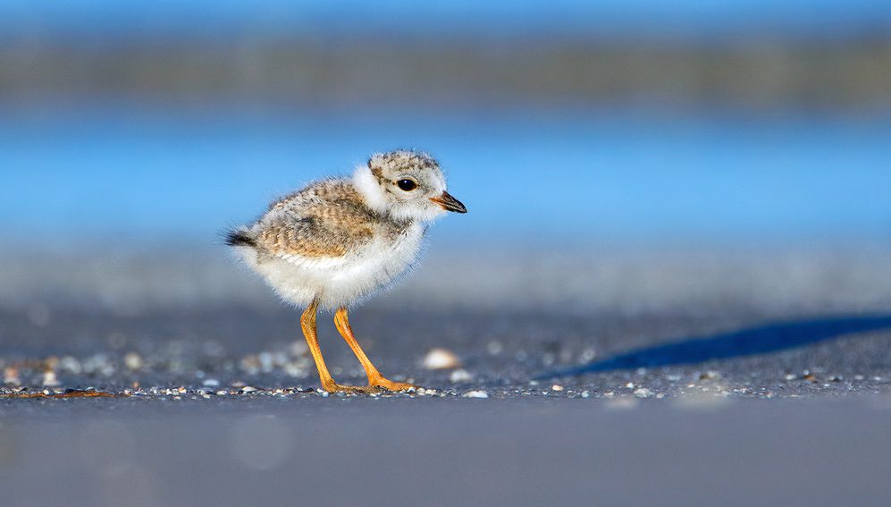 Opinion: Wasaga’s new ‘beach bylaw’ is no substitute for federal protection