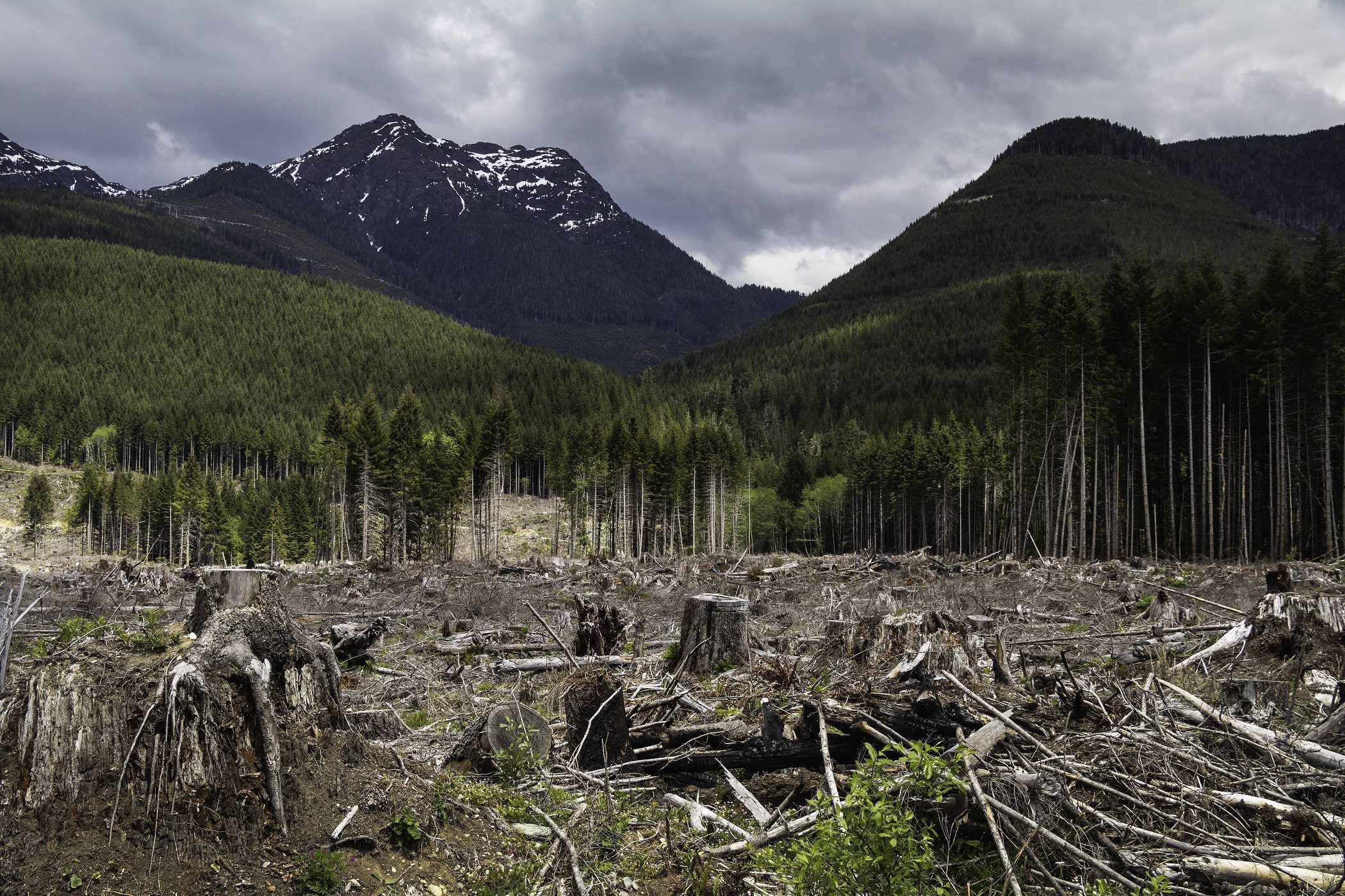 Missing the Forest: How Carbon loopholes for logging hinder Canada’s climate leadership
