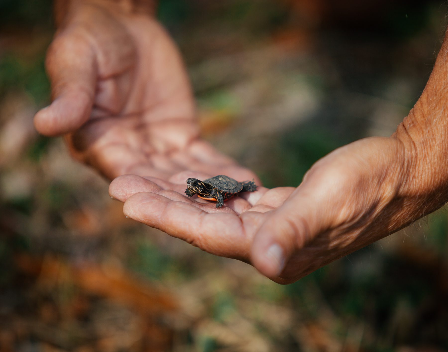 John helping a Painted Turtle hatchling cross the causeway. He figures it is only two hours old.