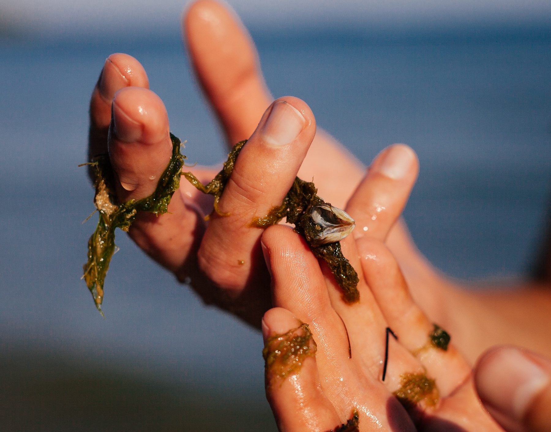 Gregary holds up a zebra mussel attached to Cladophora algae. Zebra and quagga mussels are filter feeders that strip suspended solids out of the water column. Eventually, they secrete their waste, which algae eats and thrives on. “They change the biochemical processes we see in the lake. They have fundamentally altered the lake system.” 