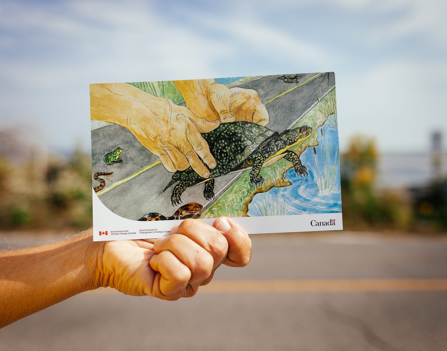 Environment and Climate Change Canada commissioned a local Long Point artist to draw John’s hands helping a turtle. This pamphlet explains the different ways Canadians can help reptiles and amphibians. 