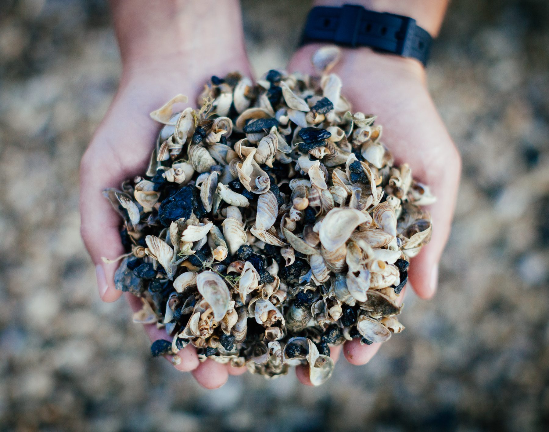 Gregary holds up a collection of mussel and clam shells. Zebra & quagga mussels are a pair of invasive mussel species that came into great lakes in the mid 1990s. They were introduced in the ballast water of international freighters and ended up pushing out the lake’s native mussels and clams.
