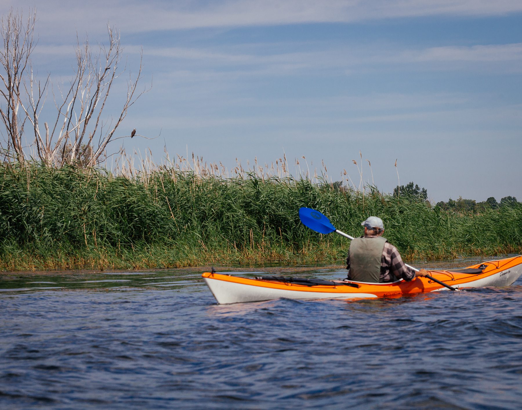 Ken approaches an osprey to attempt  a photograph. “I see that bird in the same spot every year.” 