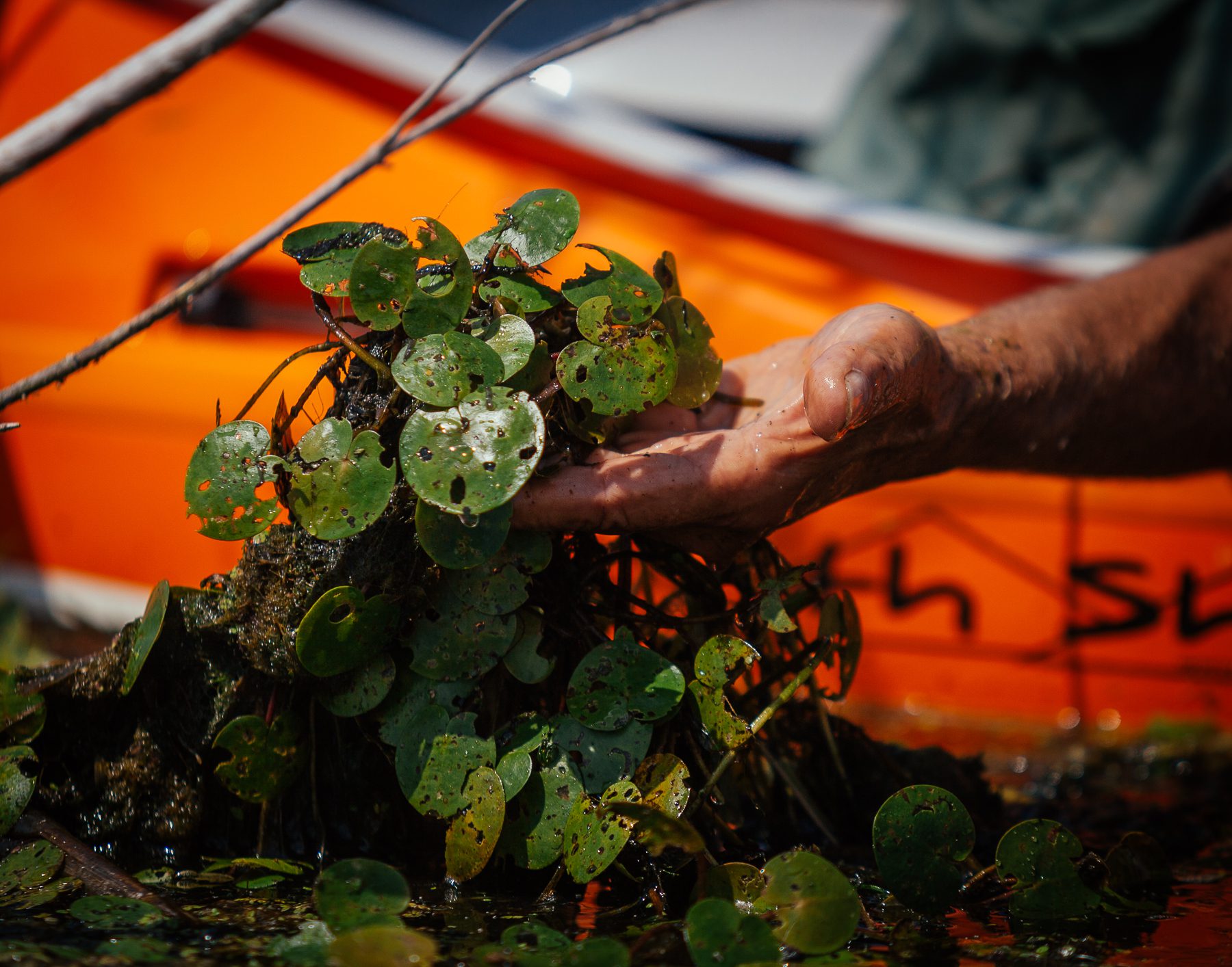 Ken holds up European frogbit. When the park aerial-sprayed glyphosate to kill the invasive species phragmites in 2017, Ken says it worked. Still, it also killed a lot of the indigenous vegetation. By 2018 European frogbit and Cladophora, other invasive species that Ken thinks may be worse, took over. “There is this myth out there that Phragmites creates this inhabitable zone for plants and animals, and that isn’t true. Phragmites are capable of integrating into local ecologies. It simply takes time.” 