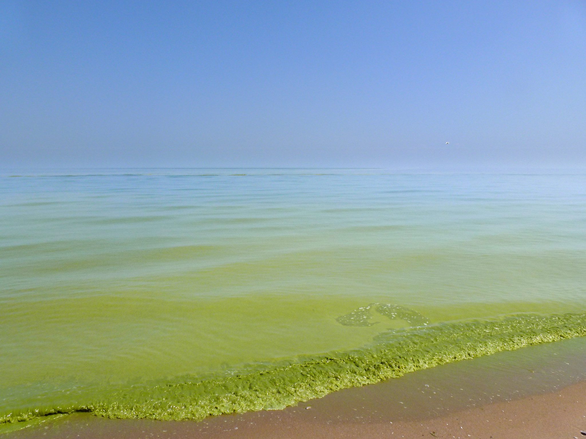Report: CLEAN, NOT GREEN: Tackling Algal Blooms in the Great Lakes