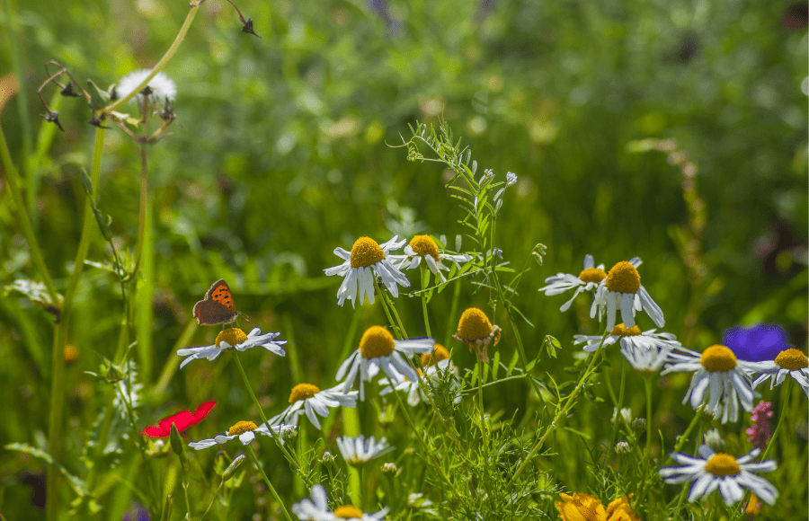 Bringing biodiversity home: COP15 expectations for Canada