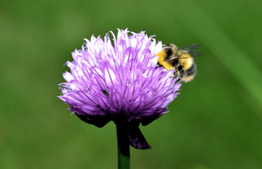 Bringing biodiversity home: COP15 expectations for Canada