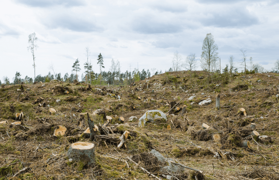 The Logging Loophole: How The Logging Industry’s Unregulated Carbon Emissions Undermine Canada’s Climate Goals