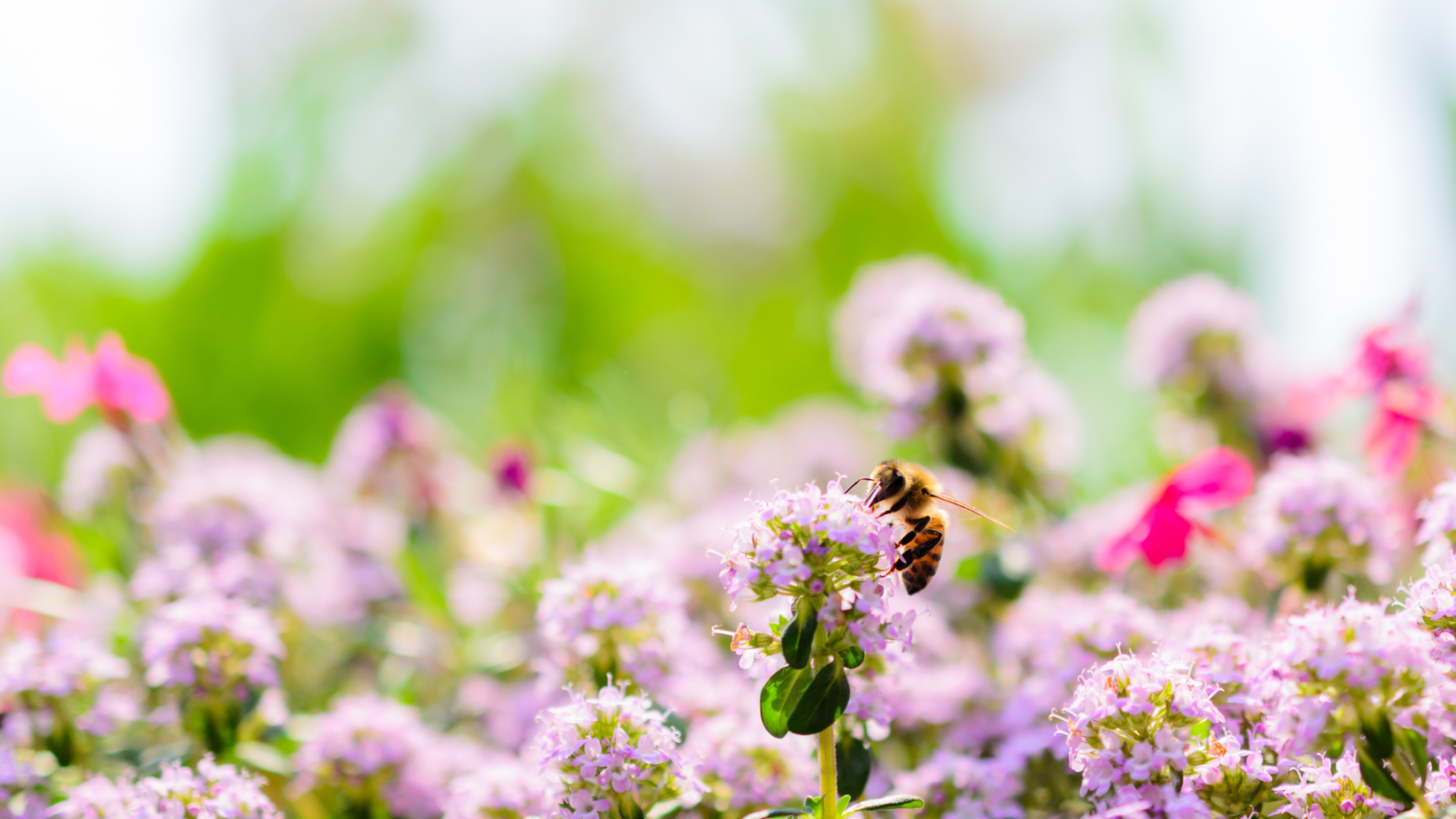 Bee on a purple flower