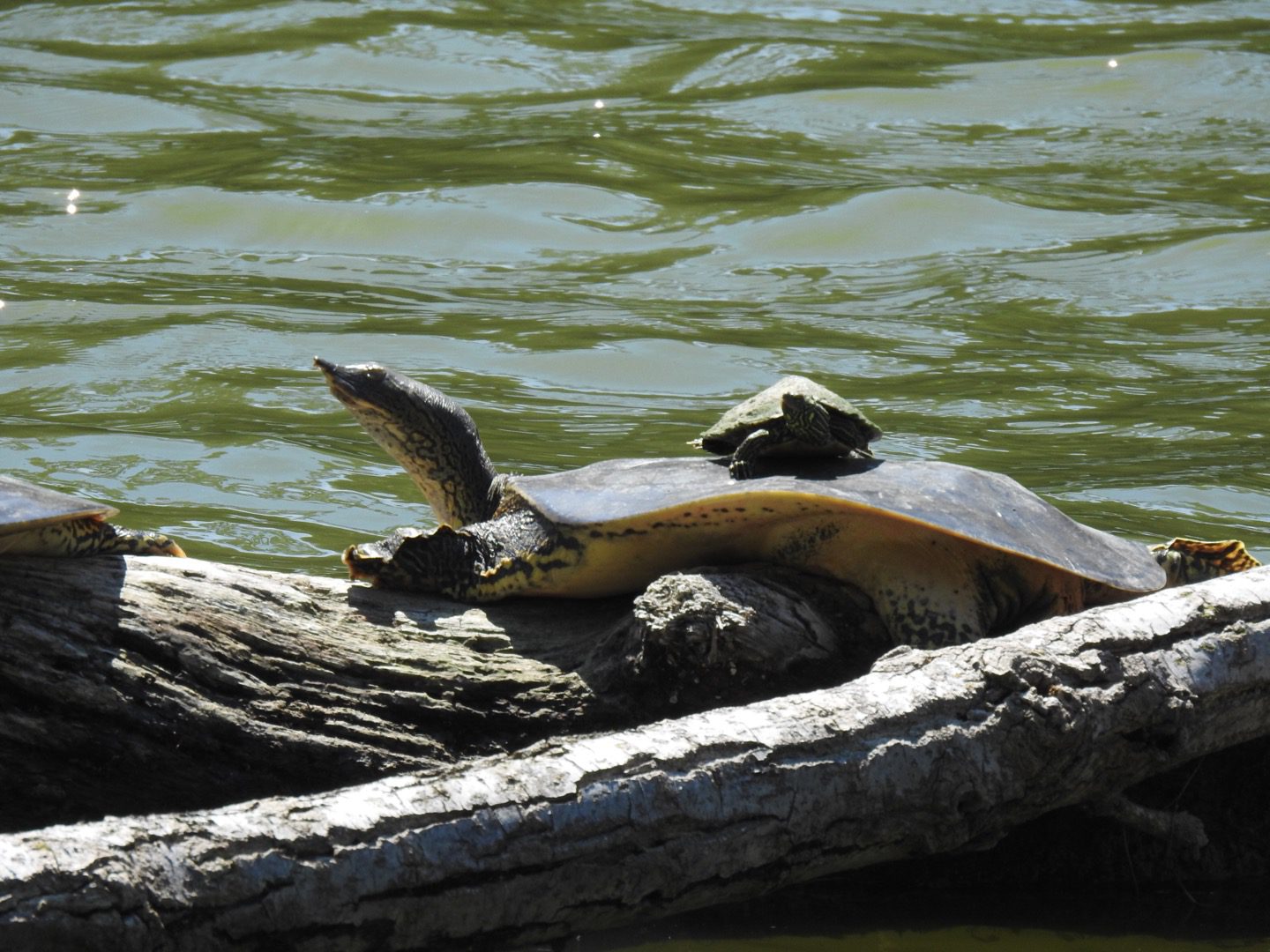 Eastern spiny softshell turtle