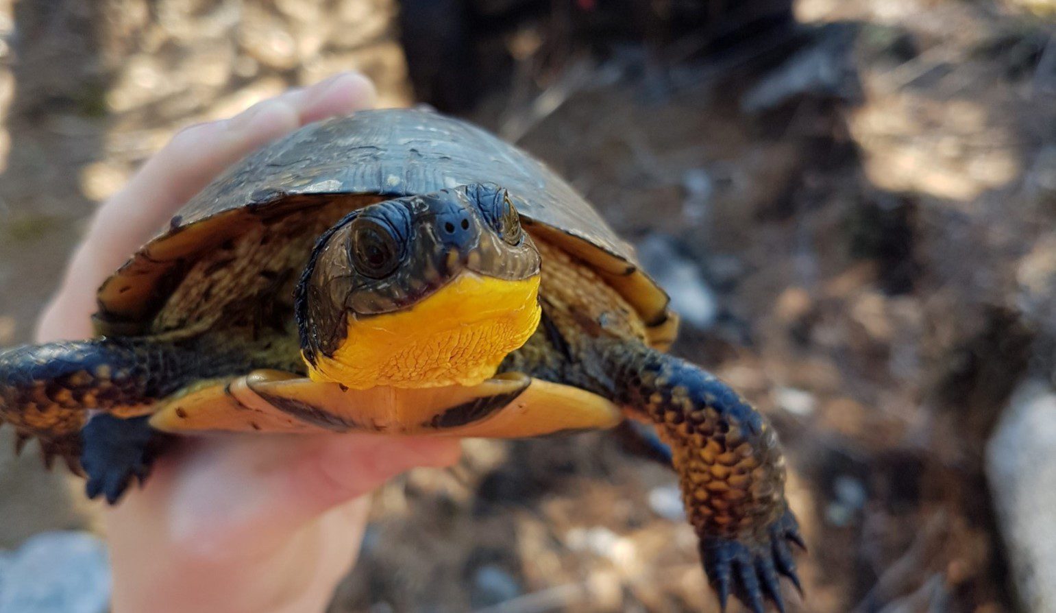 Blandings turtle