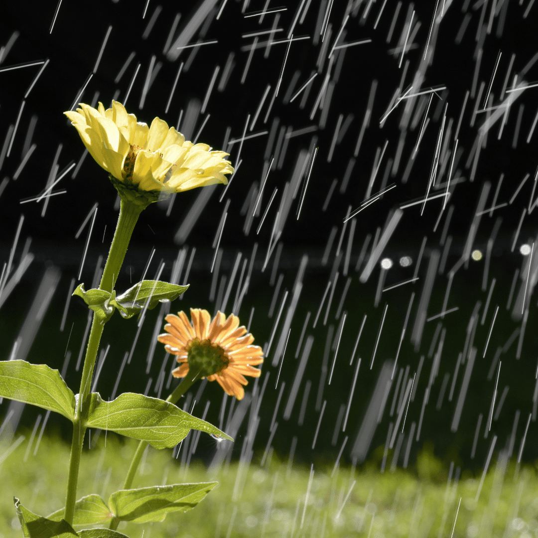 Rain on flowers